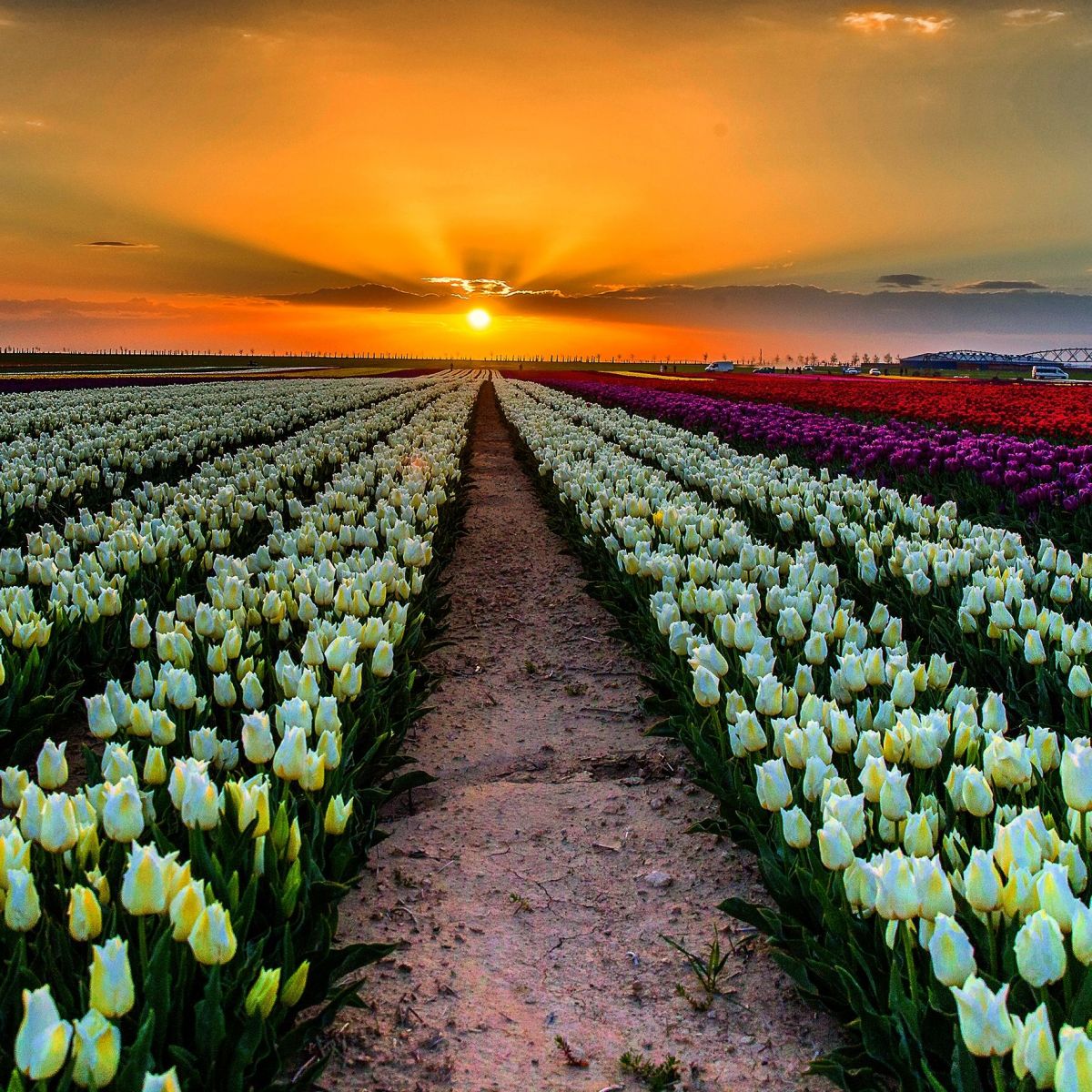 Lale ve Kelebek bahçesi turu 2300 TL